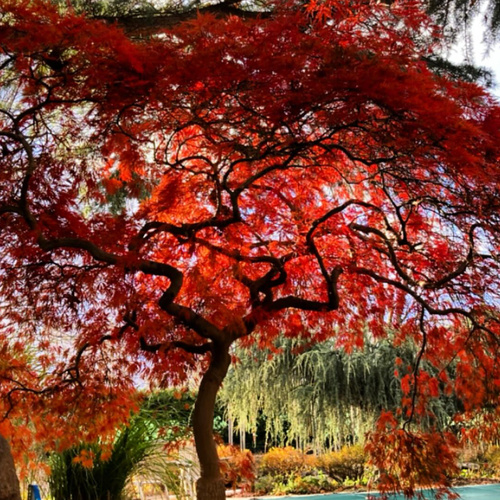 Deborahs Favorite Trees in New York