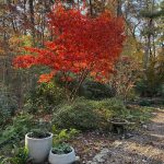 Bonnie’s Fall Garden in North Georgia
