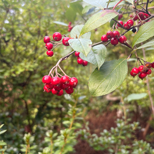 A Fabulous Fall in Carlas Garden Part 2