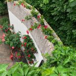 Bill’s New Potted Garden in Minnesota