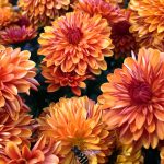 Late Summer Gardening Guide What To Do Before Fall Late Summer Gardening Guide What To Do Before Fall