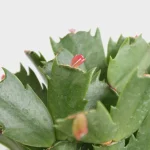 How to Grow Christmas Cactus in Water