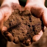 How to Fix Hydrophobic Soil in the Desert Garden How to Fix Hydrophobic Soil in the Desert Garden