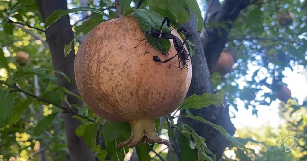 How to Get Rid of Leaf-Footed Bugs (Effective IPM Strategies)