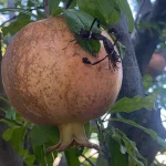 How to Get Rid of Leaf-Footed Bugs (Effective IPM Strategies)