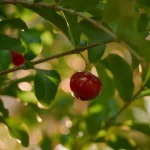 How to Grow Barbados Cherries (Low Desert Guide)