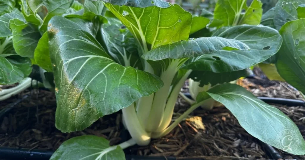 How to Grow Bok Choy (Plus Hot Climate Tips)