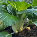 How to Grow Bok Choy (Plus Hot Climate Tips)