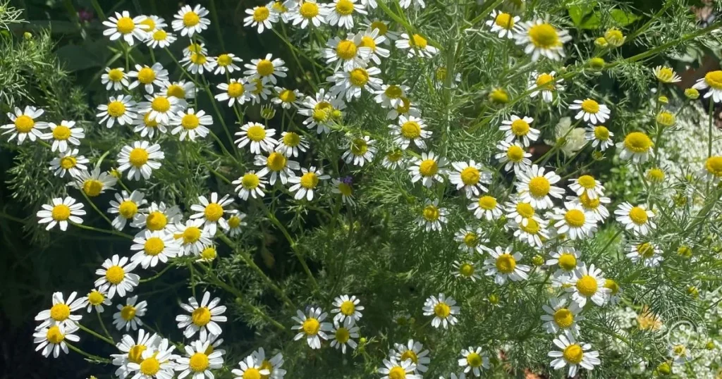 How to Grow Chamomile in Hot Climates