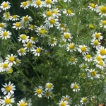 How to Grow Chamomile in Hot Climates How to Grow Chamomile in Hot Climates