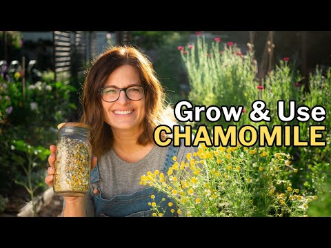 how to grow chamomile in hot climates 29 youtube video