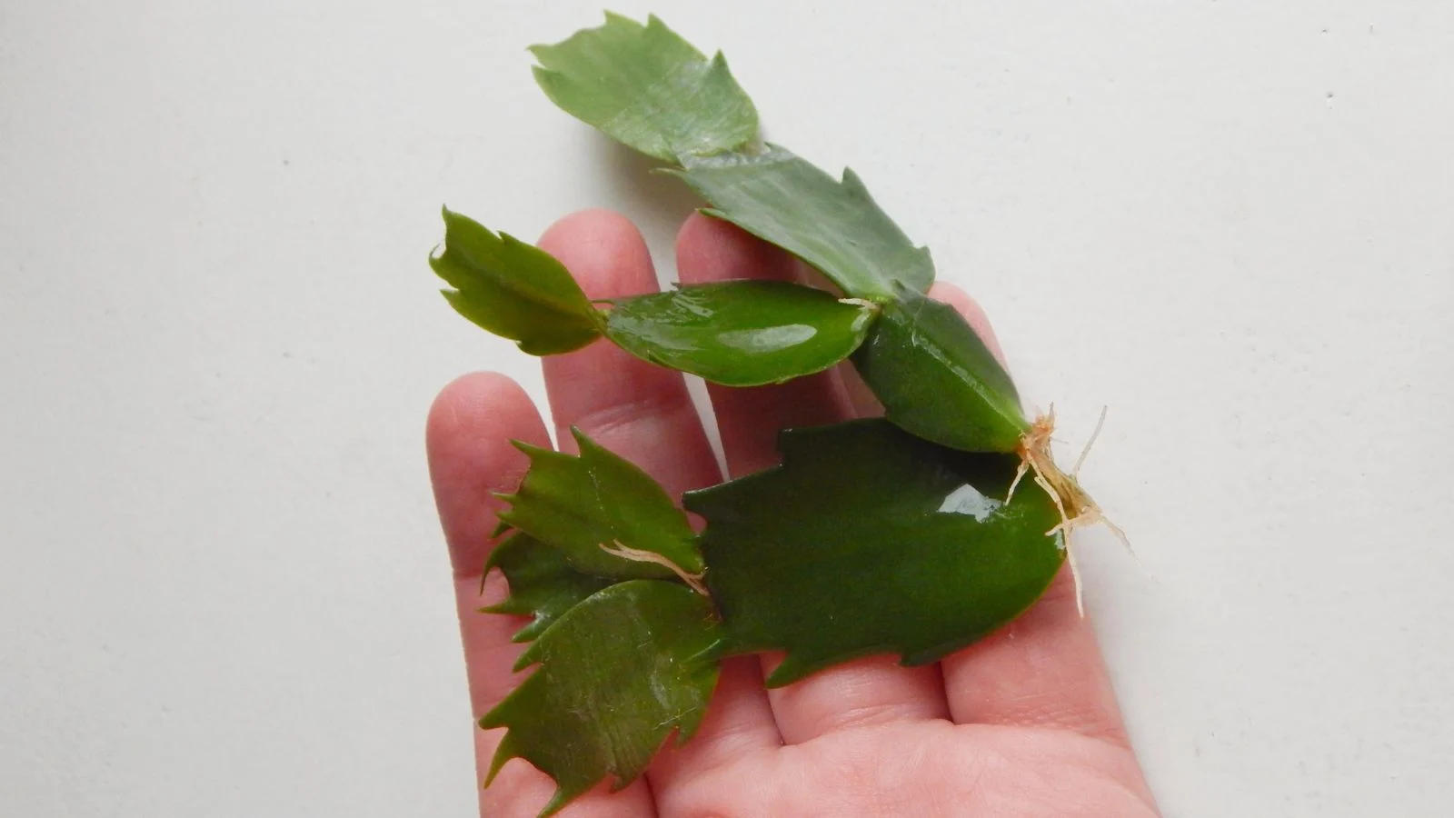 a segment of schlumbergera, appearing to be growing white roots placed on the hand of a person with a white background