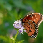 How to Grow Greggs Mistflower Conoclinium greggii in Arizona How to Grow Greggs Mistflower Conoclinium greggii in Arizona