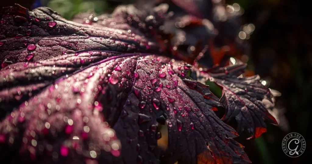 How to Grow Mustard Greens (plus hot climate tips)
