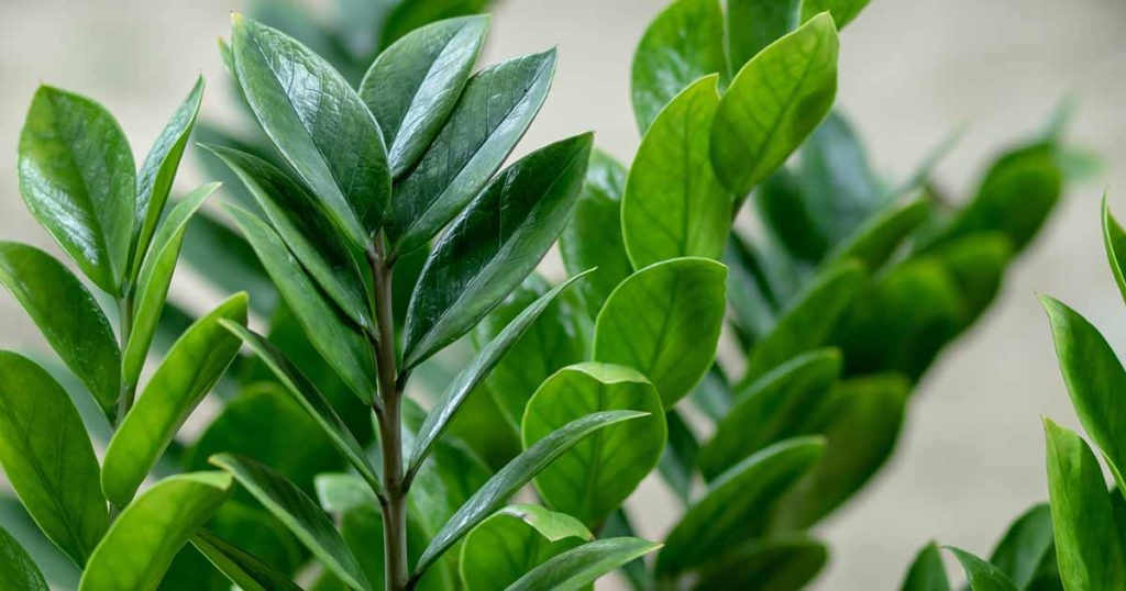How to Grow and Care for ZZ Plants Zamioculcas zamiifolia