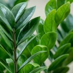 How to Grow and Care for ZZ Plants Zamioculcas zamiifolia How to Grow and Care for ZZ Plants Zamioculcas zamiifolia