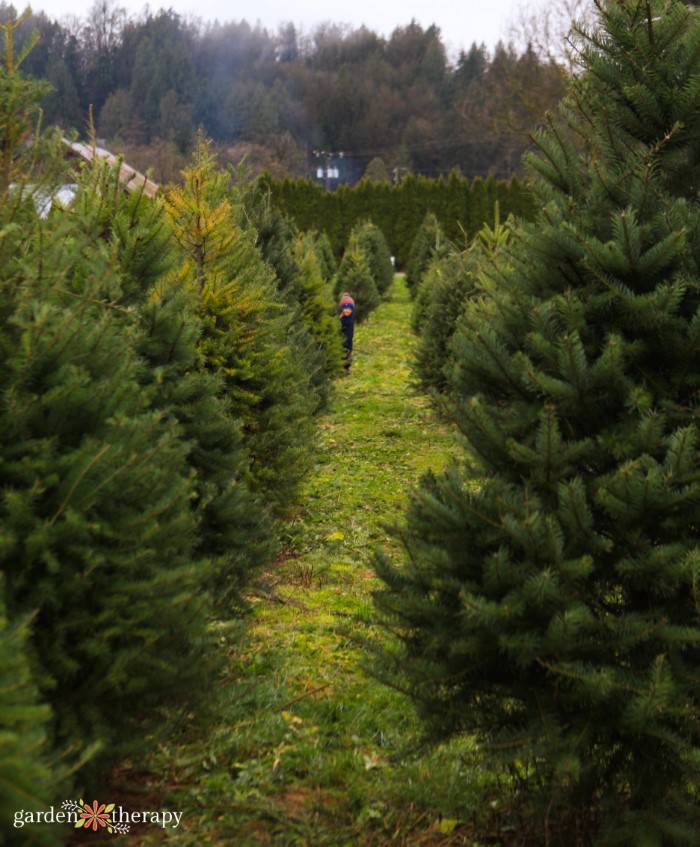 how to recycle your christmas tree (and why it matters)