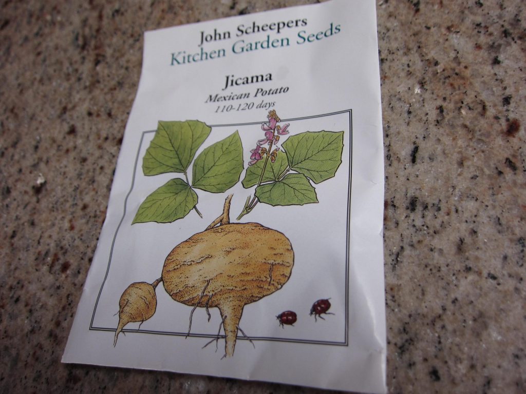 Persistence: A Jicama Story – Gardenerd