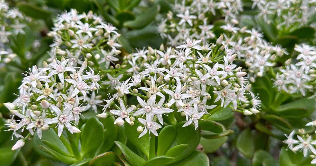 Jade Plant Not Blooming? 7 Common Causes