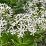 Jade Plant Not Blooming? 7 Common Causes