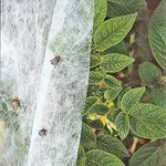 winter veggie garden