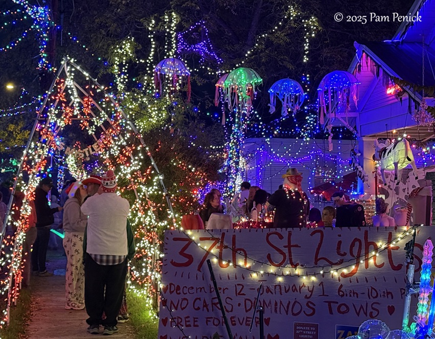 Joy to the weird at 37th Street Lights