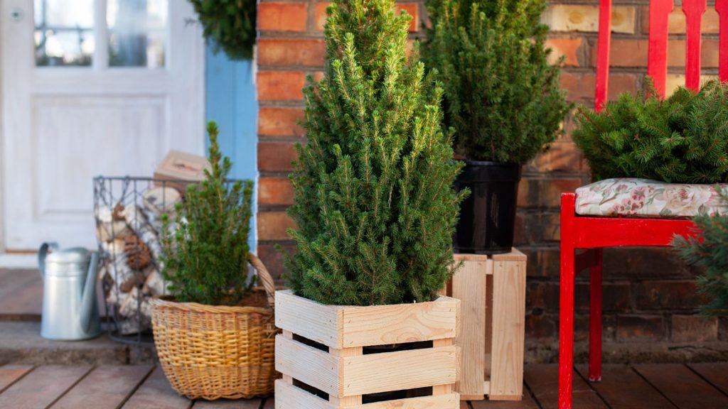 9 Mini Evergreens You Can Grow on Your Front Porch
