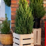 9 Mini Evergreens You Can Grow on Your Front Porch 9 Mini Evergreens You Can Grow on Your Front Porch