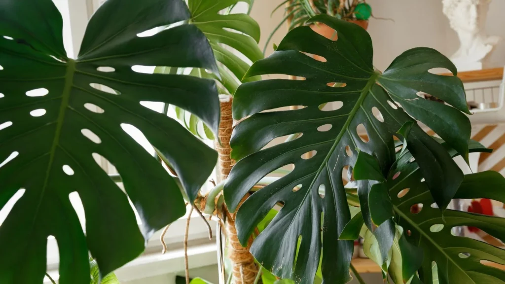 5 Common Care Mistakes That Will Kill Your Monstera