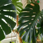 5 Common Care Mistakes That Will Kill Your Monstera