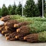 How to Recycle Your Christmas Tree (And Why It Matters)