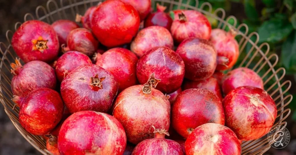 10 Best Fruit Trees for Low Desert Arizona: Plus 3 to Skip