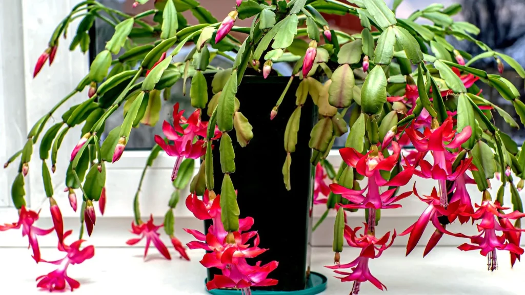 How to Shape Your Christmas Cactus