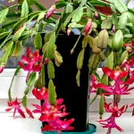How to Shape Your Christmas Cactus