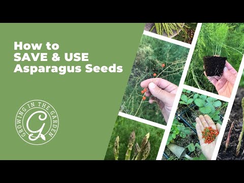 six things to know before you plant asparagus 3 youtube video