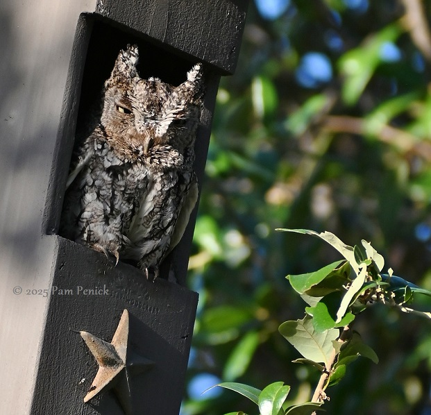 talking texas gardens with skip richter and on bird hugger podcast 2 talking texas gardens