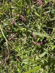 what weeds reveal: using garden ai to diagnose soil problems 1 lady's thumb