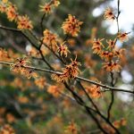 Witch Hazel Plant: A Gorgeous Ornamental With Skin Care Properties Witch Hazel Plant: A Gorgeous Ornamental With Skin Care Properties