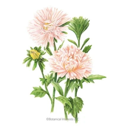 king size apricot aster seeds