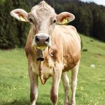 Symbolic Essay: Beauty in Decay Amongst Autumn’s Descent