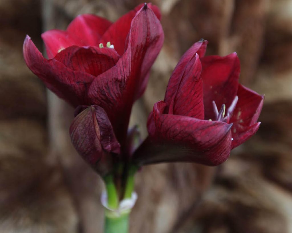 Amaryllis, Poinsettia, Christmas Cactus and Other Seasonal Houseplants: Care Guide