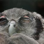 Eco How-To: Nurturing Compost with Ancient Secrets