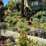 Garden Visit An 81YearOld Daily Gardener in Oakland Shares Her Lessons Learned Garden Visit An 81YearOld Daily Gardener in Oakland Shares Her Lessons Learned