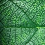 Eco How-To: Craft Ceramic Rain Gardens Eco How-To: Craft Ceramic Rain Gardens