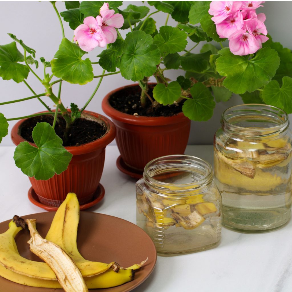 How To Use Banana Peels To Power Houseplants