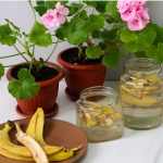 How To Use Banana Peels To Power Houseplants How To Use Banana Peels To Power Houseplants