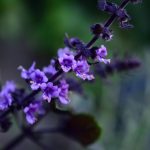 Poetic Guide: Whispers of Greenery