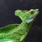 Seasonal Ritual: Crafting a Moss-Whispered Retreat for Overcast Afternoons Seasonal Ritual: Crafting a Moss-Whispered Retreat for Overcast Afternoons