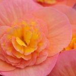 Poetic Guide Whispers Through Concrete: Green Hearts Rise Poetic Guide Whispers Through Concrete: Green Hearts Rise