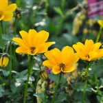 Poetic Guide where vines weep moonlight